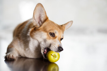 A cute corgi dog gnaws green apple while lying on floor against the backdrop of a house window. The...