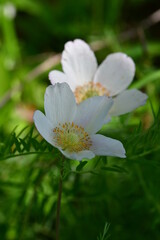 Obraz premium Großes Windröschen