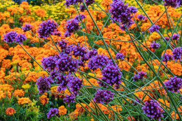 The purpletop vervain, clustertop vervain on the orange Marigold background. Abstract concept.Design. Unfocused photo.