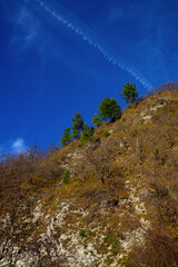 Wild forest growing on the mountainside under cloudly sky
