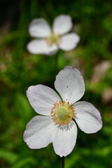 Großes Windröschen