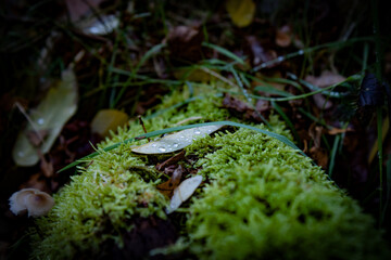 Forrest leaf moss droplet 1