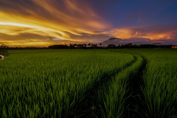 Fototapeta na wymiar Sunset over the green rice fields, beautiful sunset