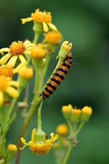 Raupe vpm Jakobskrautbär