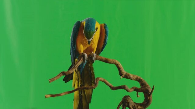 Blue and Yellow parrot macaw ( Ara Ararauna ) flying or standing on branch on green screen background . Shot on ARRI Alexa cinema camera in Slow Motion .	