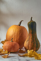 Still life of three pumpkins of different sizes, shapes and colors on a light table on a white background, next to it are autumn yellow leaves