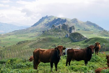 Fototapeta na wymiar Cows in fertile backcountry in the mountains after thunderstorm. Sicily, Italy.