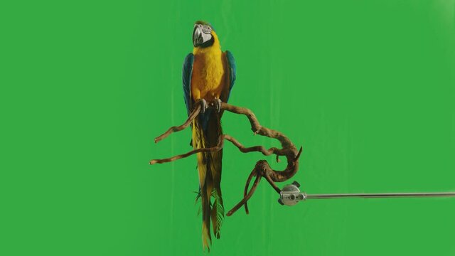 Blue and Yellow parrot macaw ( Ara Ararauna ) flying or standing on branch on green screen background . Shot on ARRI Alexa cinema camera in Slow Motion .	