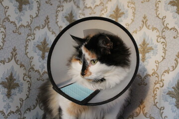 Cat with Pet Cone for Recovery.  Plastic Protective Collar for after Surgery 