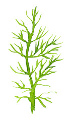 Watercolor background with dill: dill leaves and seeds. Herbs and spices.