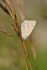 Zahnflügelbläuling