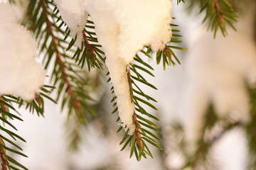 Winter  snowy spruce branches  in the morning sunlight