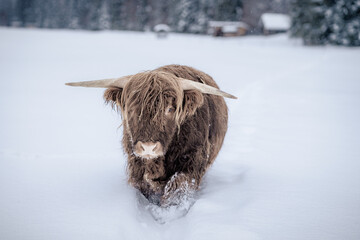 Highland Cattle Winter