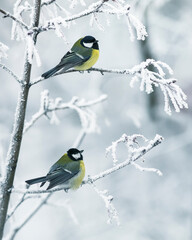vertical background with two beautiful chickadee birds sitting on snow-covered branches in a winter park