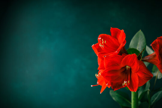 Red amaryllis on dark green blue background.