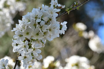 Kirschblüten
