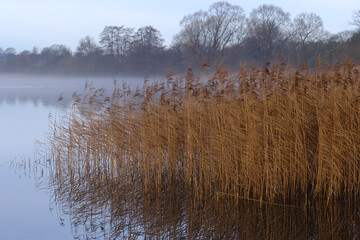 Breiter Schilfgürtel steht im Wasser