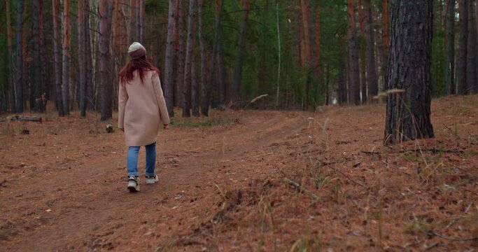 Walk in a beautiful pine forest, a cool autumn day. Woman walks along a forest road in a coat and sneakers, tall trunks of pine trees. Rear view. 4k, ProRes