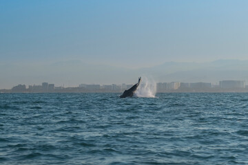 Baby whale jumping out of the water during whale migration season at Banderas Bay, Puerto Vallarta...
