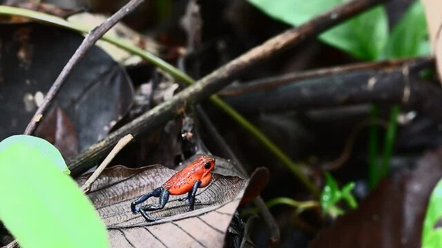 Strawberry poison-dart frog  (Oophaga pumilio) "Blue Jeans" color morph, intimidate other males and attract a female.