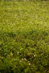 spring green grass with morning dew and blurred background