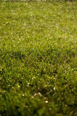 Naklejka premium spring green grass with morning dew and blurred background