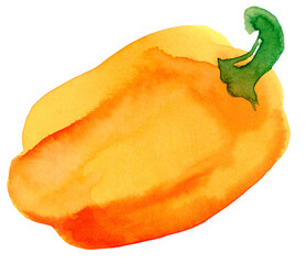 Yellow bell pepper. Hand drawn watercolor painting on white background