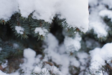 Trees in Moscow in December after a snowfall, Moscow, Russia