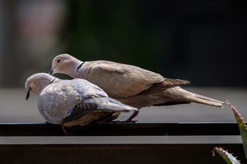 pair of doves during courtship synchronized pigeon