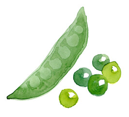 Pea pod. Hand drawn watercolor painting on white background