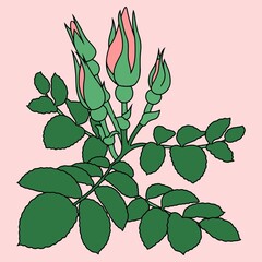 Rose branch, pink rosehip with buds and green leaves , drawing with one line, vector illustration, design element