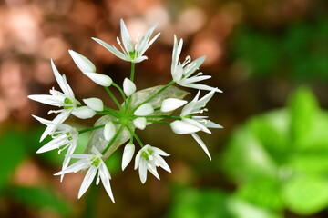 blühender Bärlauch