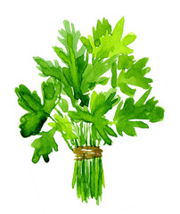Watercolor image of leaves of parsley on white background
