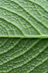 oregano leaf closeup, background texture, symmetrical green wallpaper backdrop