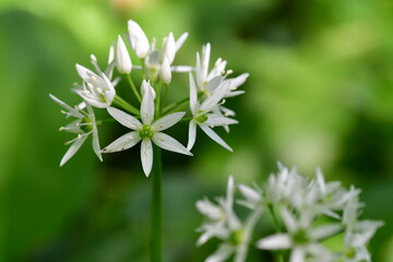 blühender Bärlauch