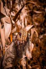 A close-up view of a corn cob in an agricultural field