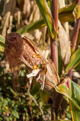 Green stink bugs destroy the grains on the corn cob in agricultural field