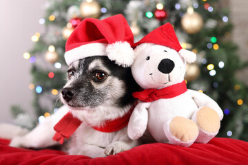 Fototapeta na wymiar Dog in a Santa Claus hat lies on a red pillow with a teddy bear in a Santa Claus hat.Happy New Year. Christmas tree . Close up Dog. Vacation. Winter. Pets .Condratulations. Merry Chistmas. 