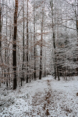 Trail in forest with snow and red autumnal leaves.First snow in December.Beautiful silence morning,tranquility,nobody.Snow covered trees.Magical winter landscape.Path between snowy fir and beech trees