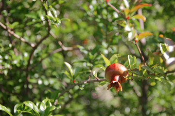 Red ripe pomegranates grow on pomegranate tree in the garden. Punica granatum fruits, close up..