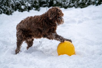 a big dog is playing with a big ball in winter in the deep snow