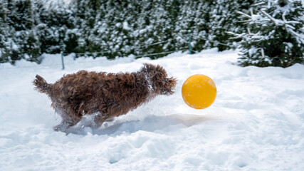 a big dog is playing with a big ball in winter in the deep snow