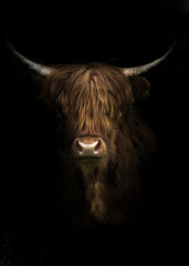 Isolated portrait of a highland bull