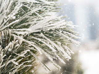 A branch of a spruce covered with snow, the winter.