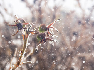 Plants covered with snow, winter.