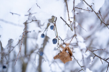 blackthorns, prunus spinosa, at the snow capped tree at a frosty winterday in december