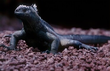 Marine iguana