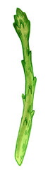 Asparagus. Vegetable illustration for farm market menu. Healthy food design