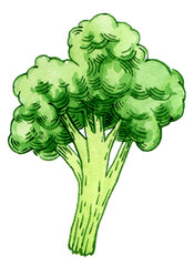 White fresh cauliflower, cabbage on white background, healthy food, vegetables icon