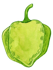 Sweet pepper watercolor. Bell Pepper green healthy organic nutrition product, whole, half cut